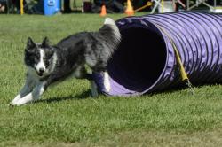 Photo chien agility 11