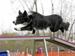 Photo chien agility 13