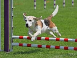 Photo chien agility 2