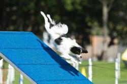 Photo chien agility 5