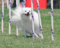Photo chien agility 7