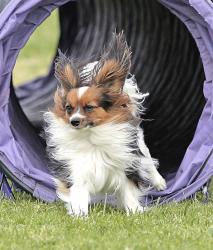 Photo chien agility 8